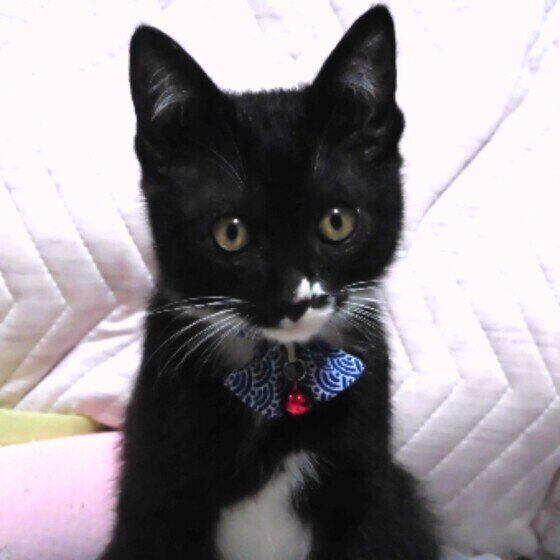 黒白猫の佐助ちゃん