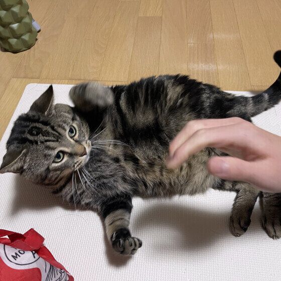 Mix（キジトラ）のチョムくん♪