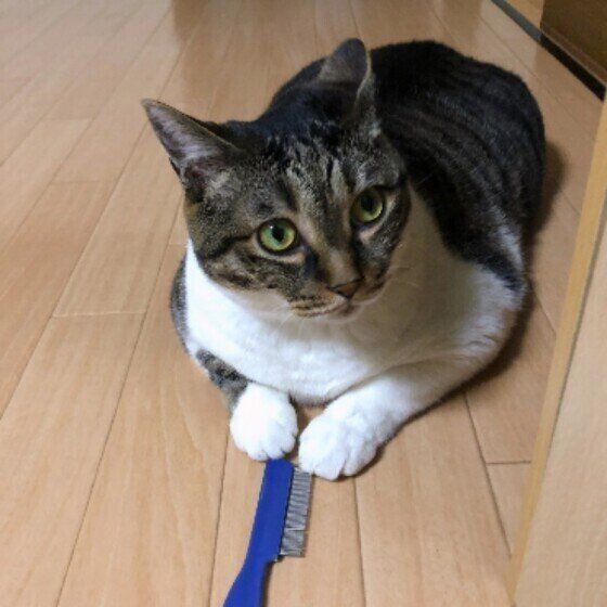 ブラシをつかむキジトラ猫