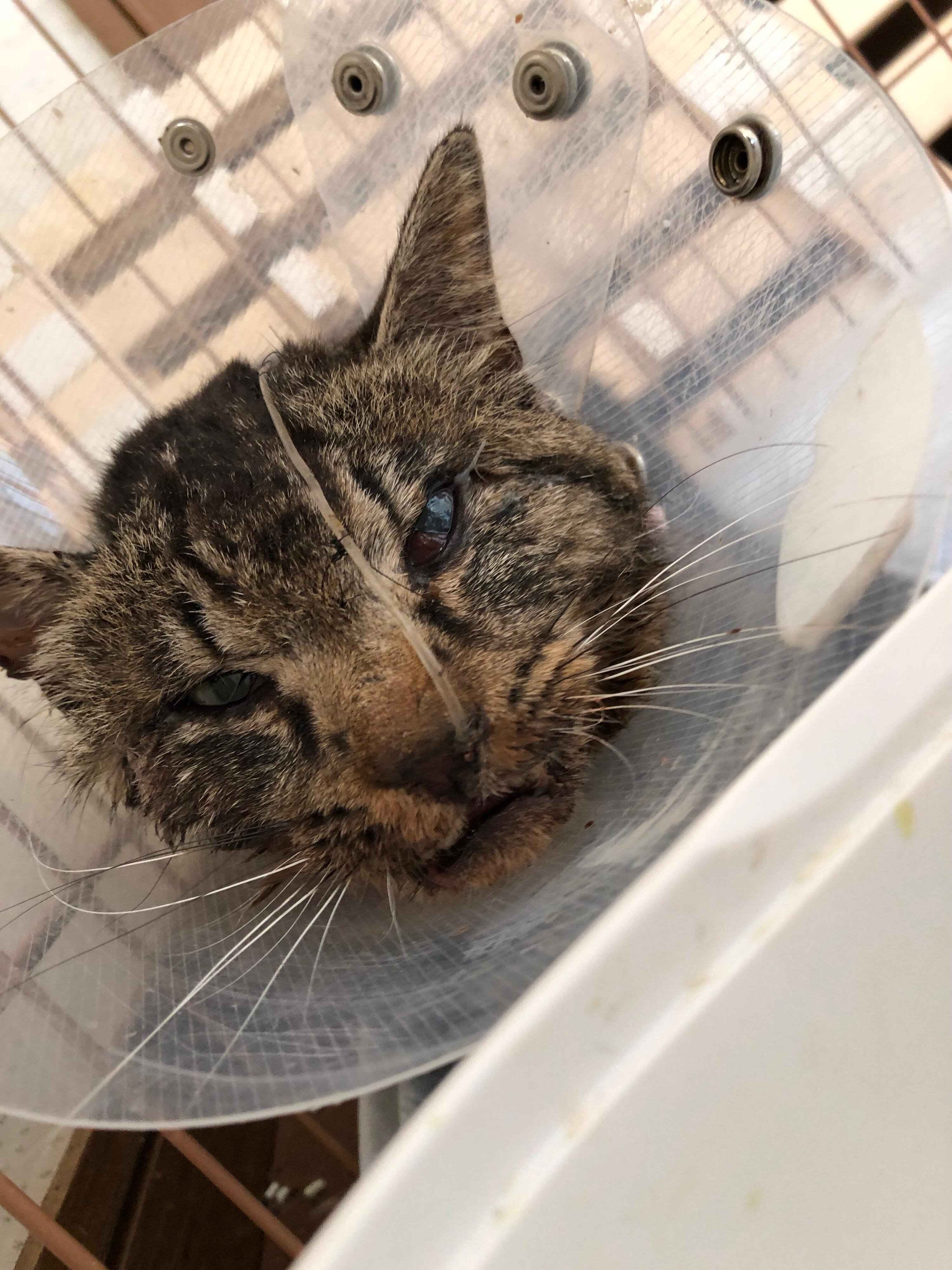 徐々に回復していく猫 「このまま順調u2026」と思っていた我らを待ち受ける