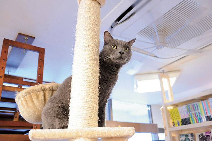 東京　町田　猫カフェ　ねこのみせ