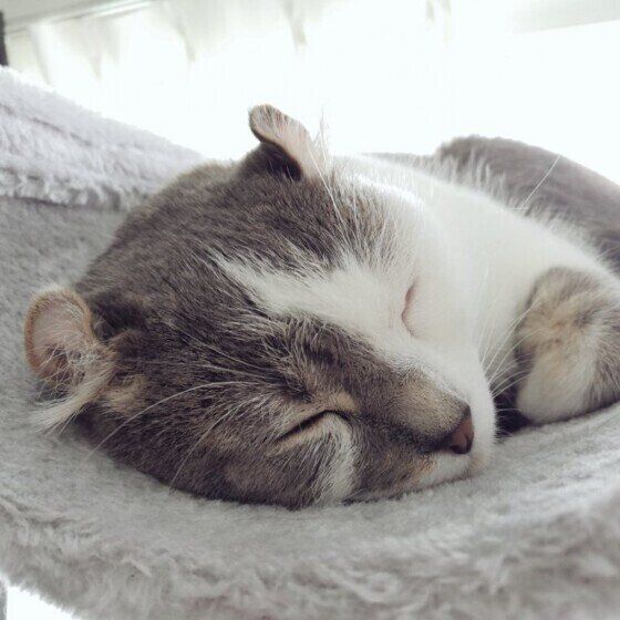 マンチカールのキトちゃん