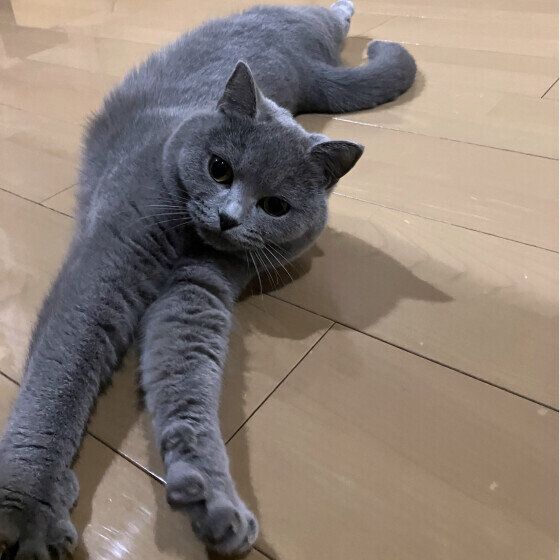ブリティッシュショートヘアのうにちゃん