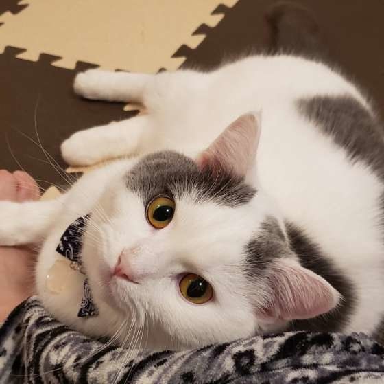 かまってアピールするマンチカン