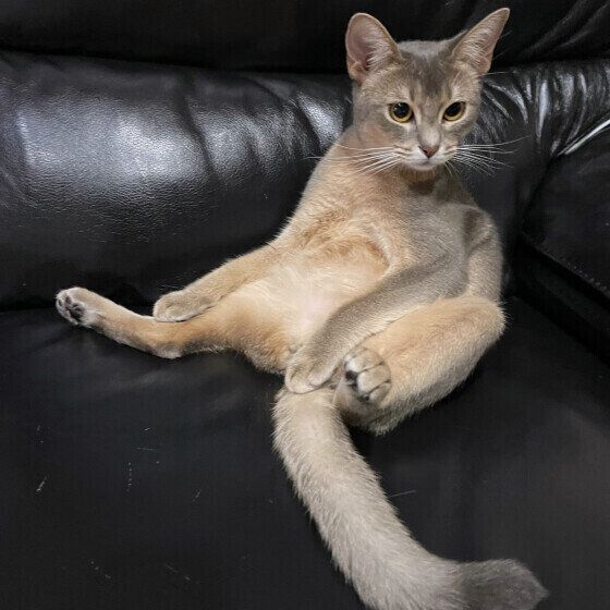 アビシニアンのるりちゃん♪