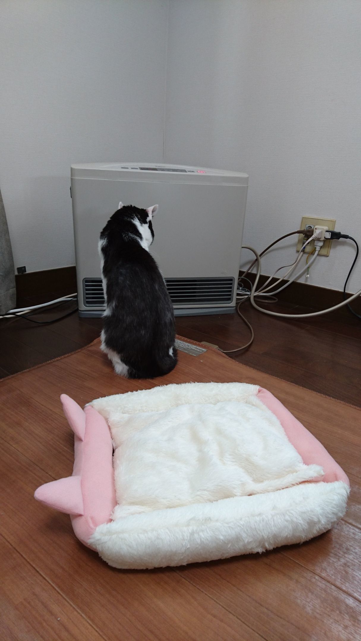 暖房の真ん前へ戻る猫