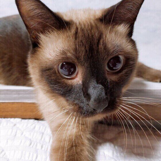 おもちゃを狙うシャム