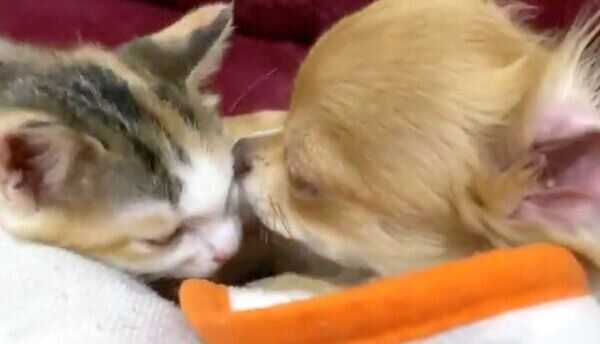 ぶーちゃんのことをペロペロ舐めるものこちゃん