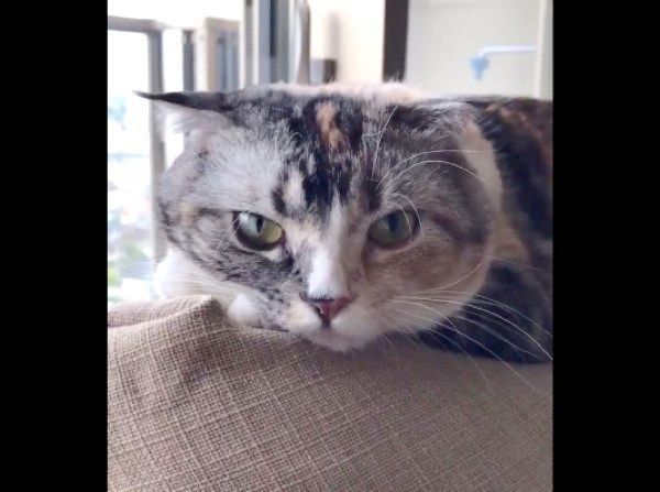 見つめるラムちゃん