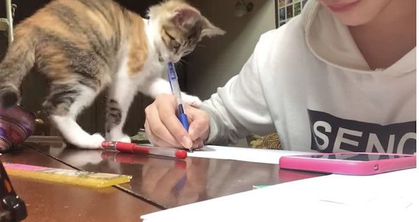 勉強を邪魔する猫