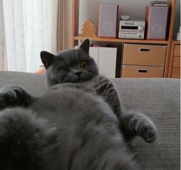 肉球をぷにぷにされる猫