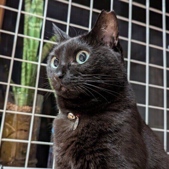 黒猫のるるちゃん