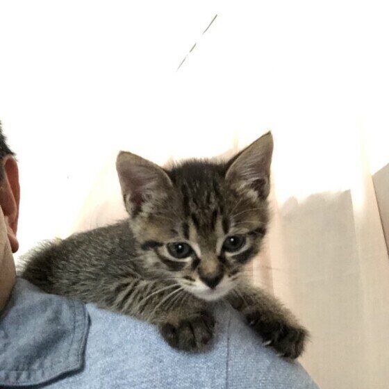 肩に乗るキジトラのはるちゃん