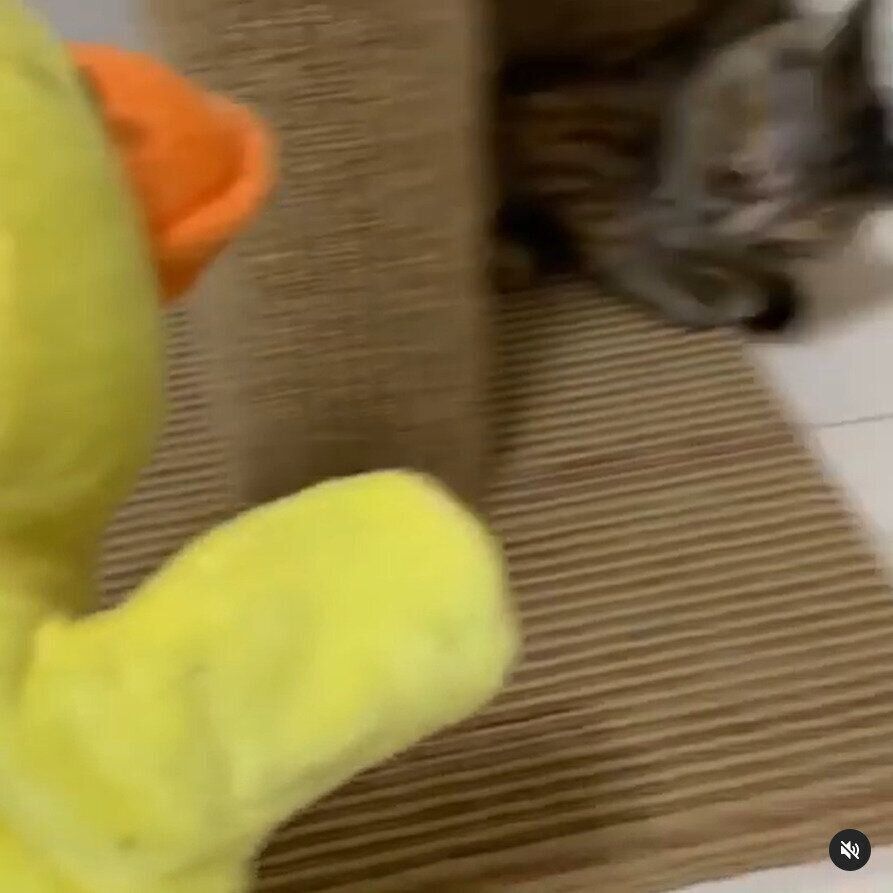 パペットに驚いてダッシュ