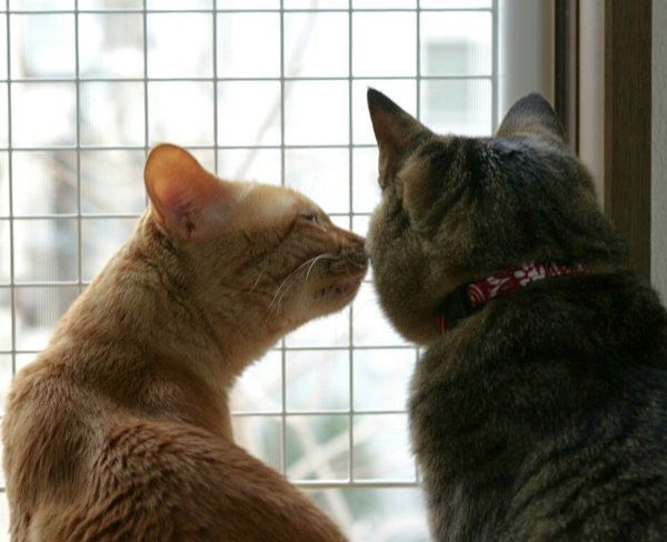 鼻をスンスンさせる猫