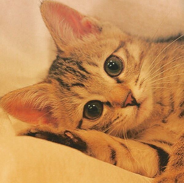 キジトラのクーちゃん