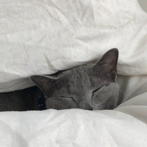 ロシアンブルーのグーグーくん