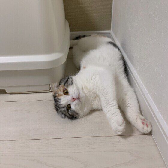 スコティッシュフォールド