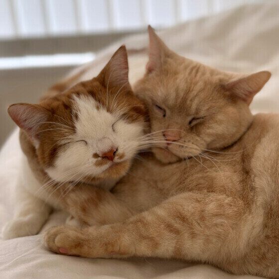 寄り添うマンチカン