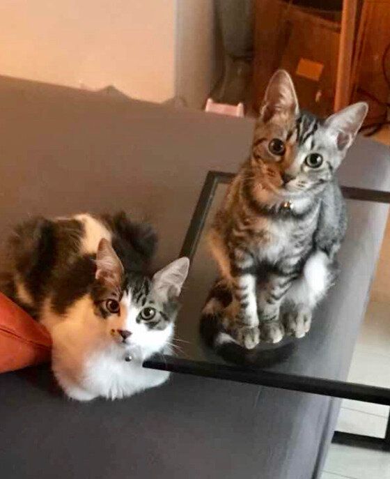 寝室前で出待ちするキジトラ猫