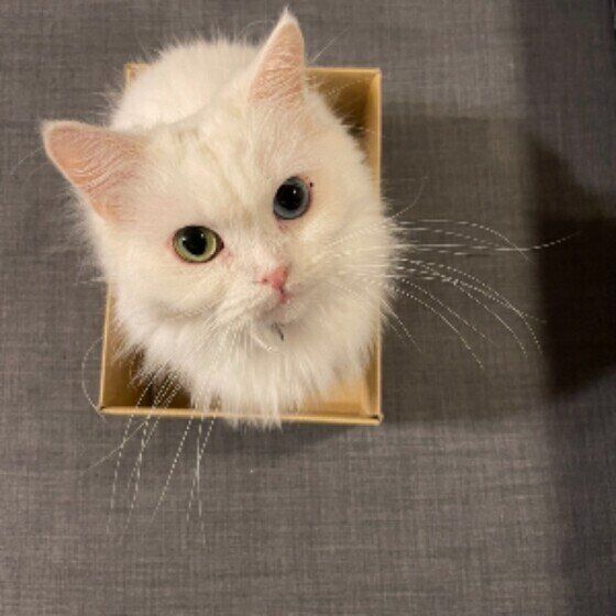 箱に入るスコティッシュフォールド