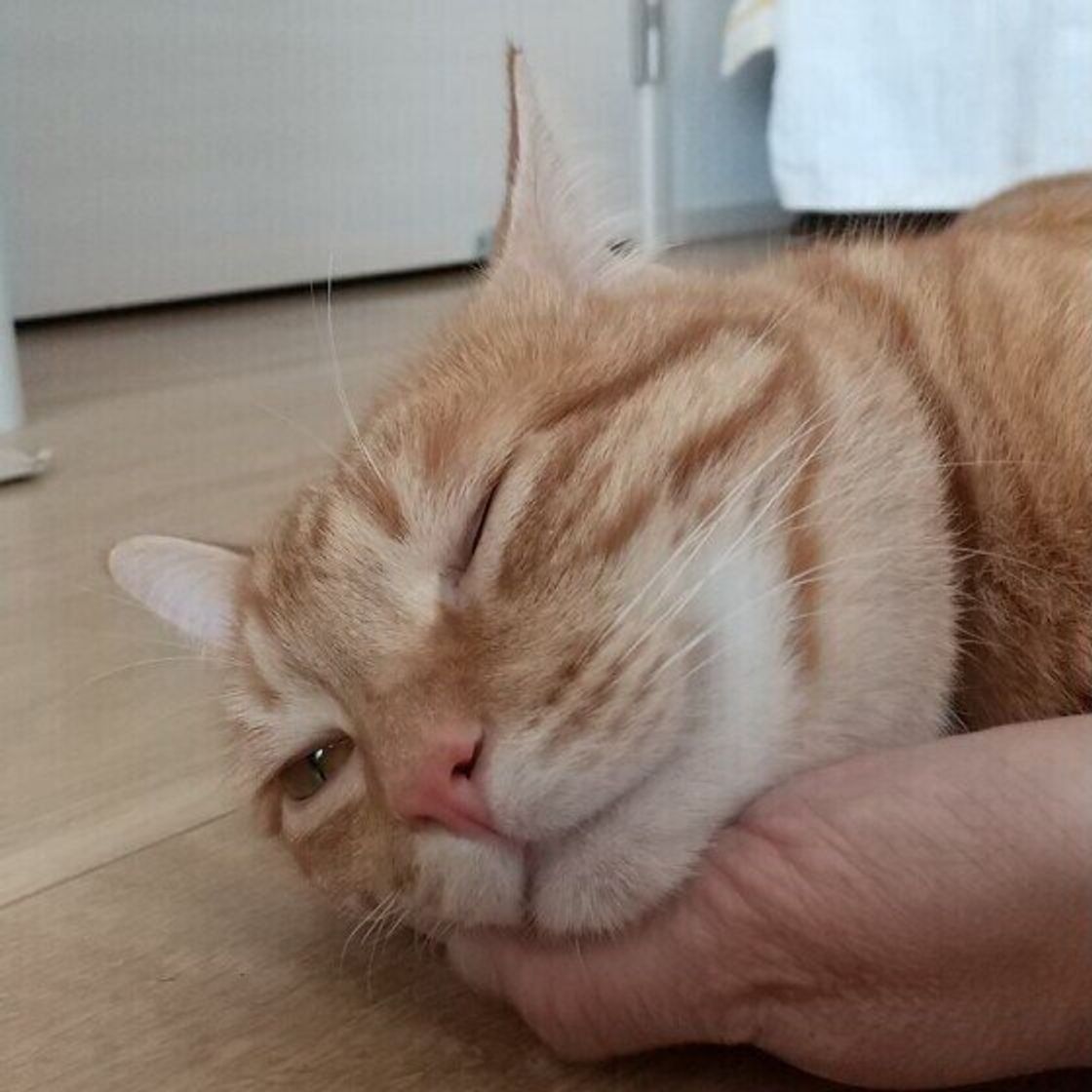 話題のゴロゴロ音動画も 猫がゴロゴロとのどを鳴らす理由とは ねこのきもちweb Magazine 話題のゴロゴロ音動画も 猫がゴロゴロとのどを鳴らす理由とは ねこのきもちweb Magazine
