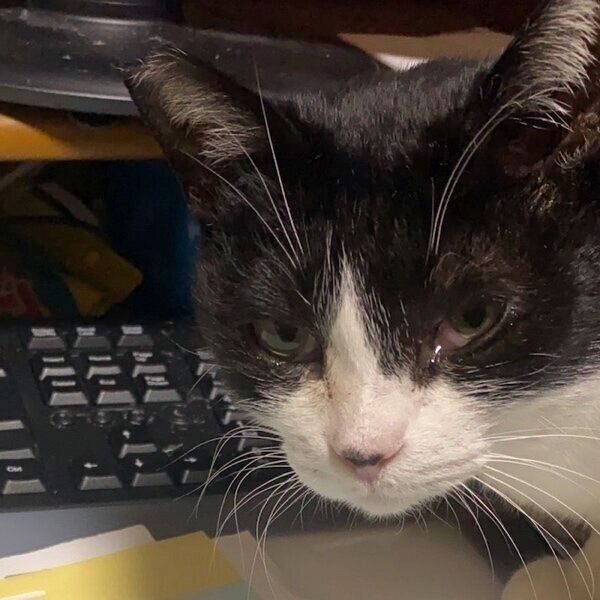 保護して間もないころのハッチちゃん
