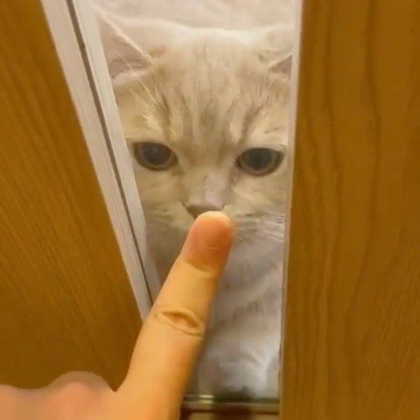 ドア越しにお手てタッチするここちゃん