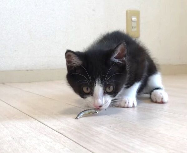 煮干しで遊ぶむーくん