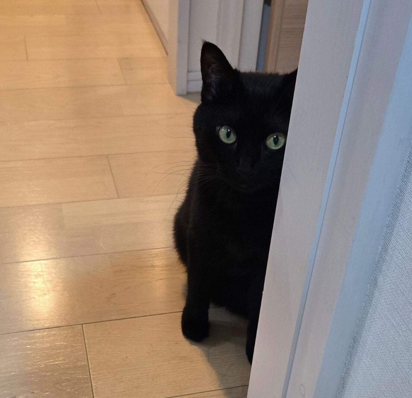 不満げな顔で飼い主さんを見つめるのあるちゃん