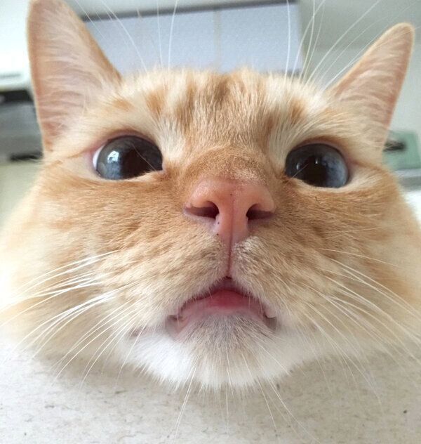 まんまるお目めのてとちゃん