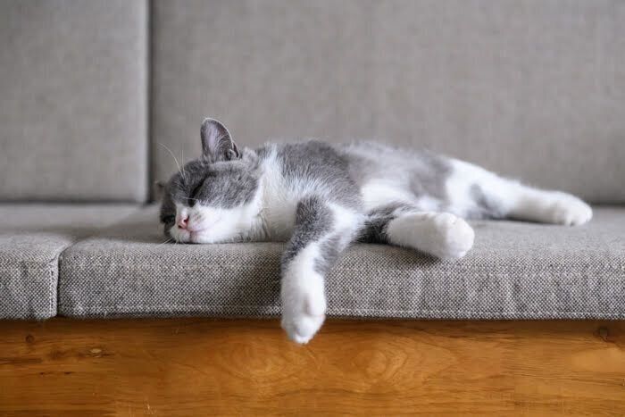 ソファで眠る猫