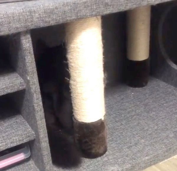 爪をとぐノルウェージャンフォレストキャット