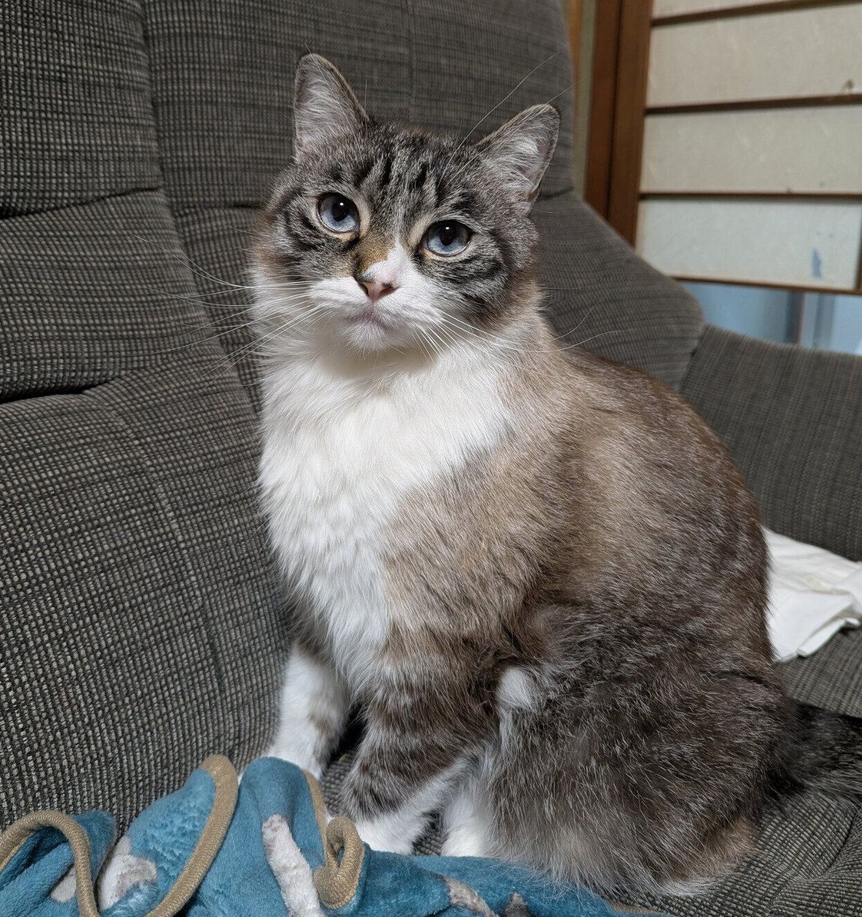 見つめるおもちくん