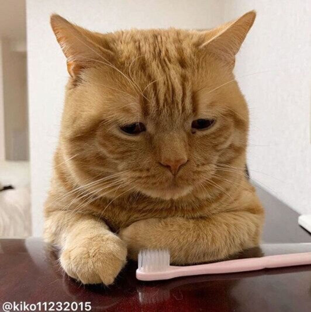 癒やされる人続出 かわいい 困り顔 が話題の猫 アランくん ねこのきもちweb Magazine 癒やされる人続出 かわいい 困り顔 が話題の猫 アランくん ねこのきもちweb Magazine