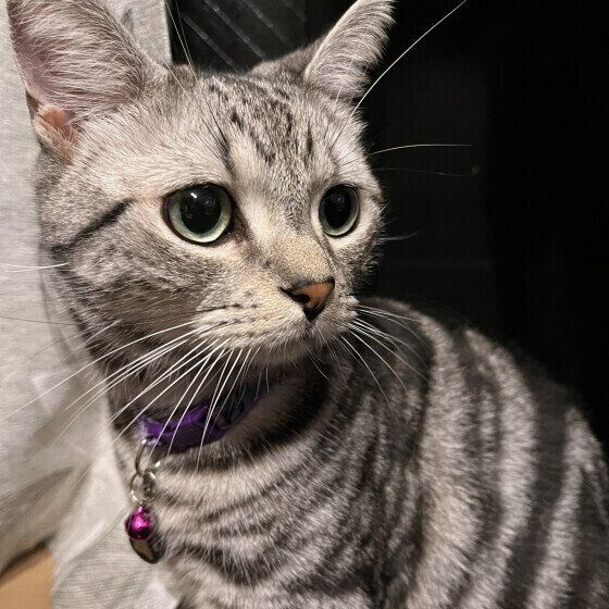 アメリカンショートヘアのミヤくん