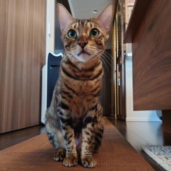 乙女男子のベンガル天寅くん