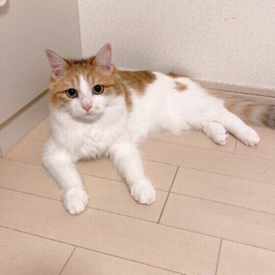 様子をうかがうサイベリアン