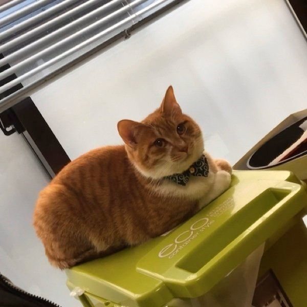 くつろぐちくわちゃん