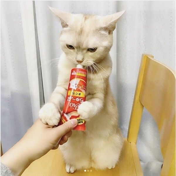 ちゅ〜る好きなニャンコ