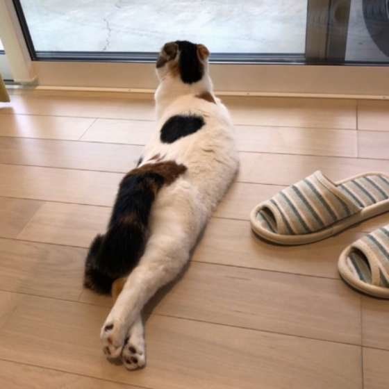 かのんちゃんのイカ耳