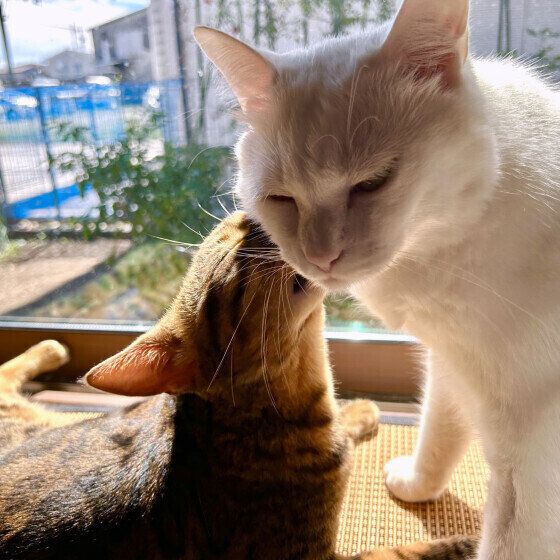 毛繕いをするベンガルのミラちゃん