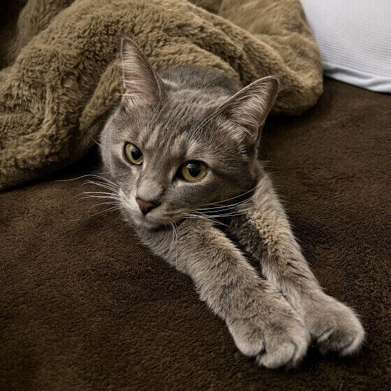 MIXサバトラのあずきちゃん