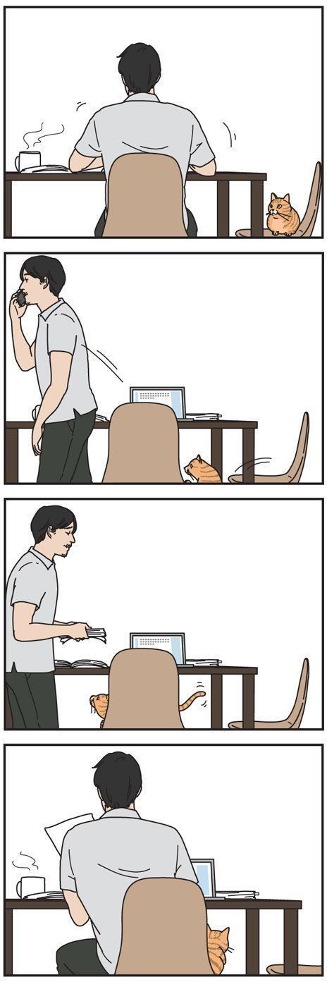 男の猫道
