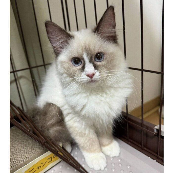 お迎え初日のララちゃん