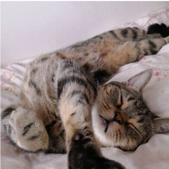 伸びをするマンチカン