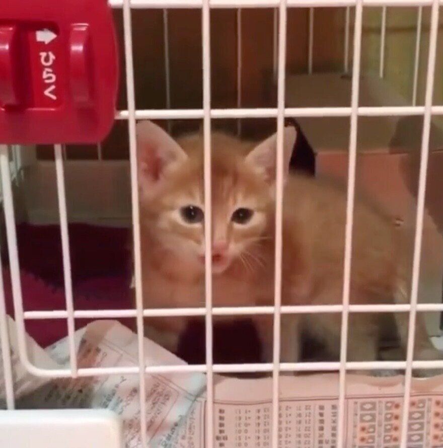 保護した日のうにくん