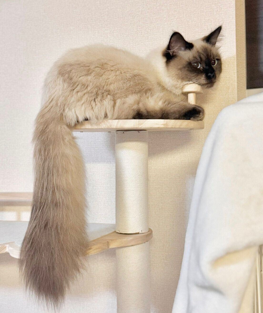 しっぽが立派なるねくん