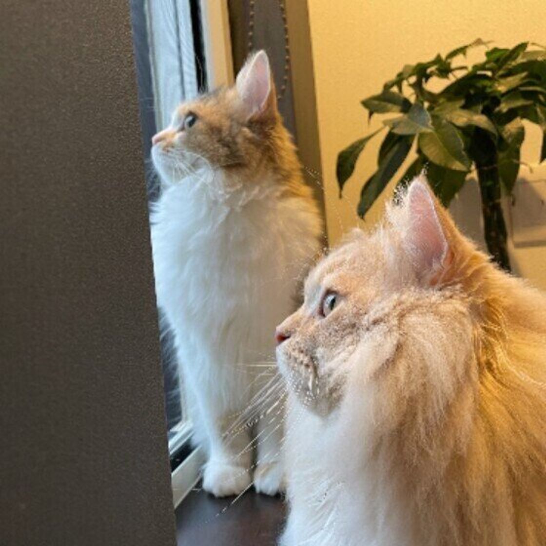 獣医師監修 猫に豆苗を与えるときは注意が必要 与えるメリットとデメリットを解説 ねこのきもちweb Magazine 獣医師監修 猫に豆苗を与えるときは注意が必要 与えるメリットとデメリットを解説 ねこのきもちweb Magazine