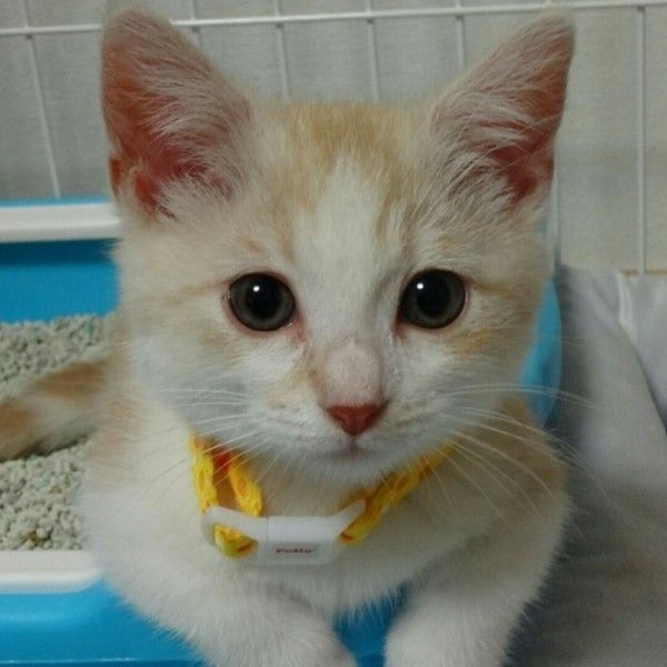 トイレにいる子猫